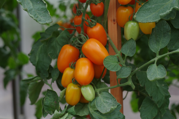 Семена Томат Версаль F1